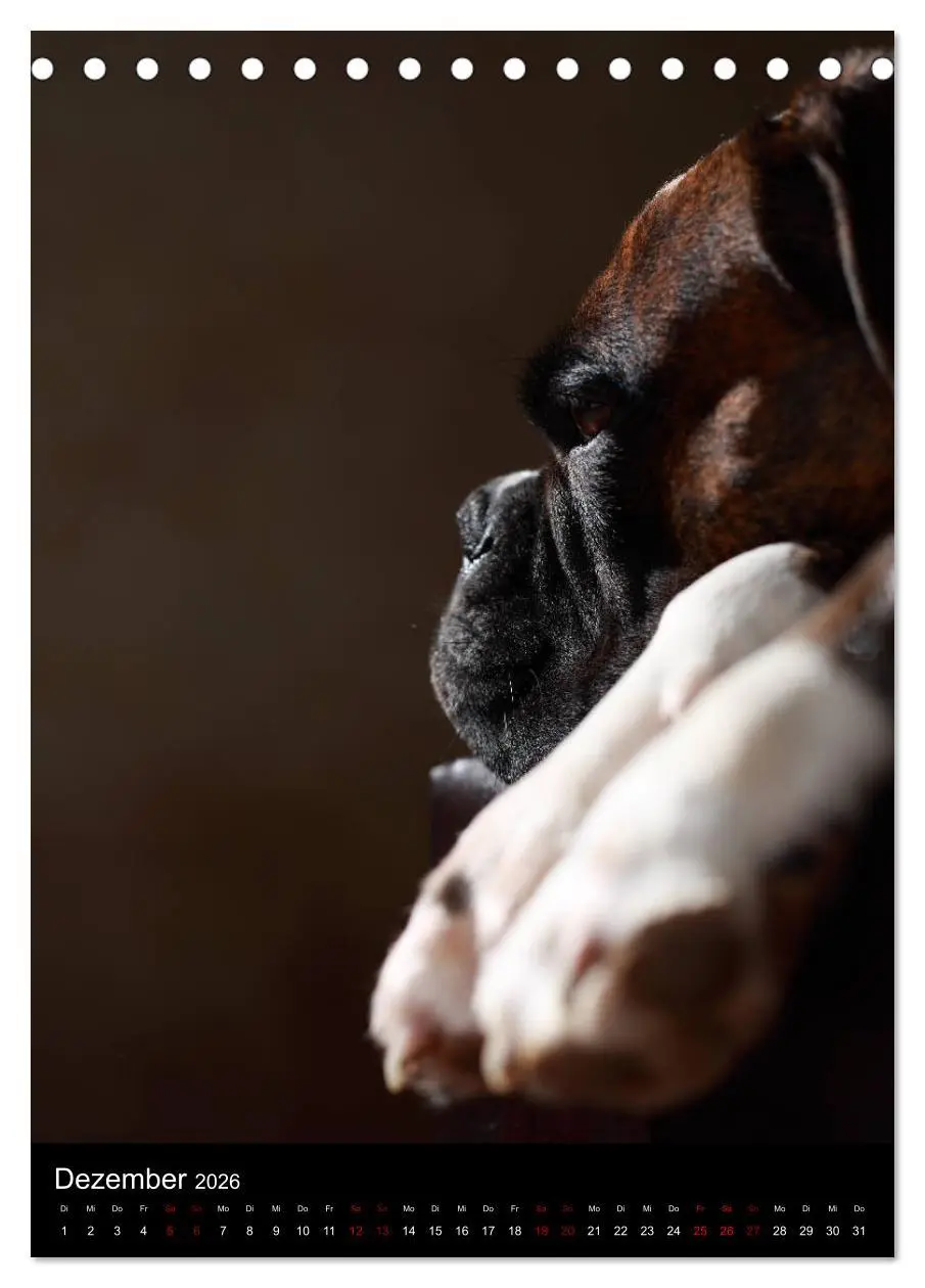 Bild: 9783516419184 | Boxer - Charmante Charakterköpfe (Tischkalender 2026 DIN A5 hoch),...