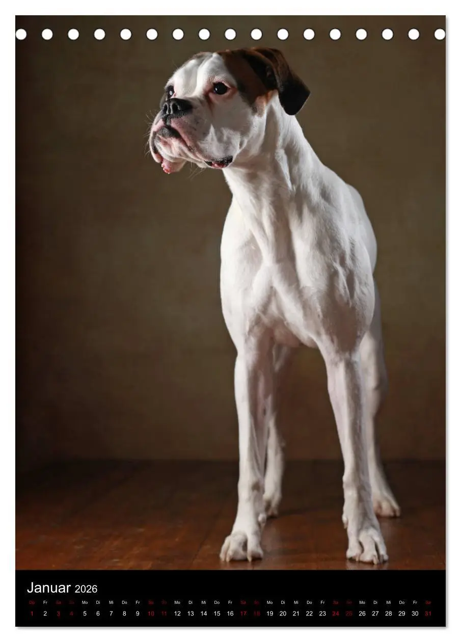 Bild: 9783516419184 | Boxer - Charmante Charakterköpfe (Tischkalender 2026 DIN A5 hoch),...