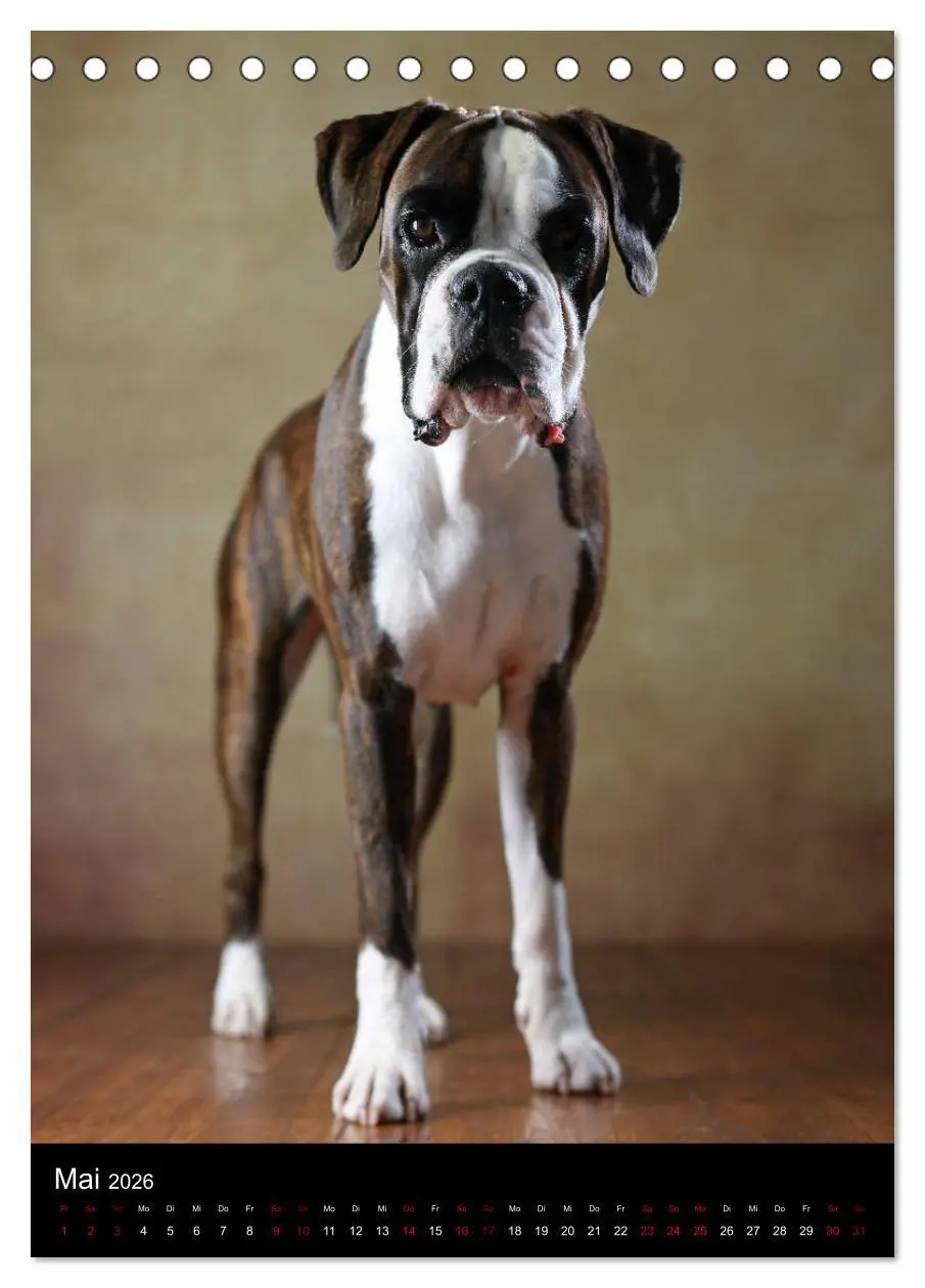 Bild: 9783516419184 | Boxer - Charmante Charakterköpfe (Tischkalender 2026 DIN A5 hoch),...