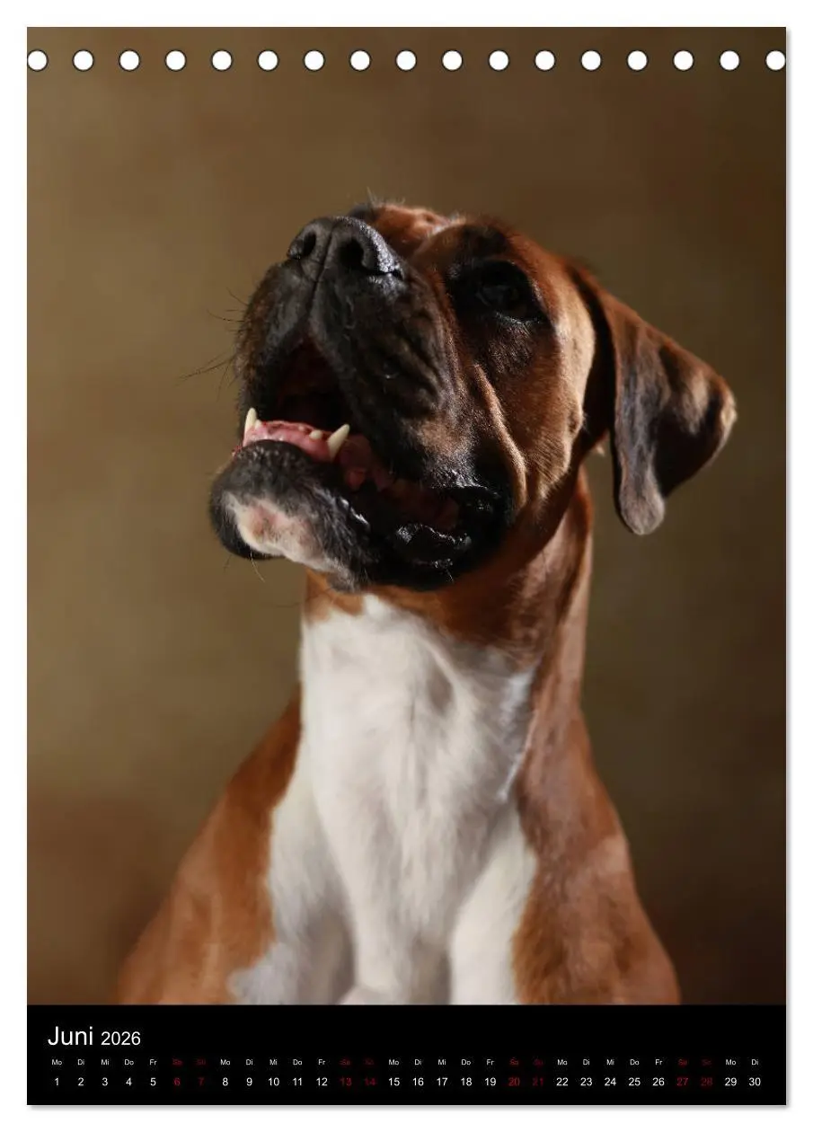 Bild: 9783516419184 | Boxer - Charmante Charakterköpfe (Tischkalender 2026 DIN A5 hoch),...