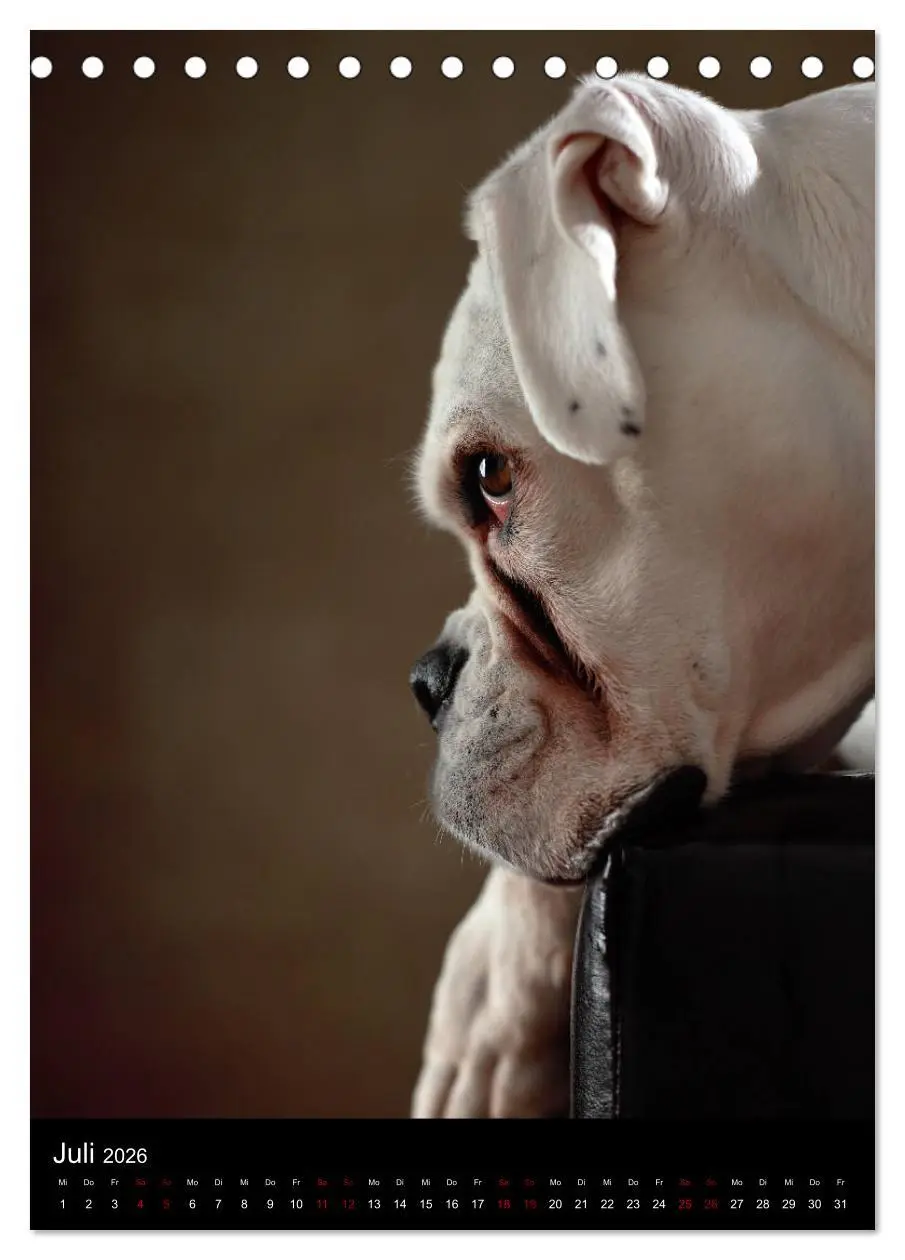 Bild: 9783516419184 | Boxer - Charmante Charakterköpfe (Tischkalender 2026 DIN A5 hoch),...