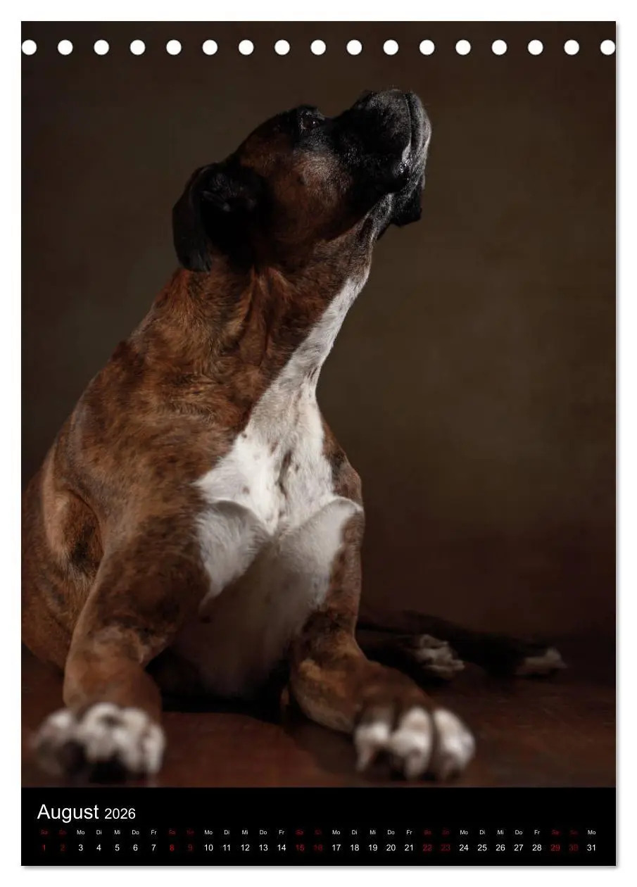 Bild: 9783516419184 | Boxer - Charmante Charakterköpfe (Tischkalender 2026 DIN A5 hoch),...