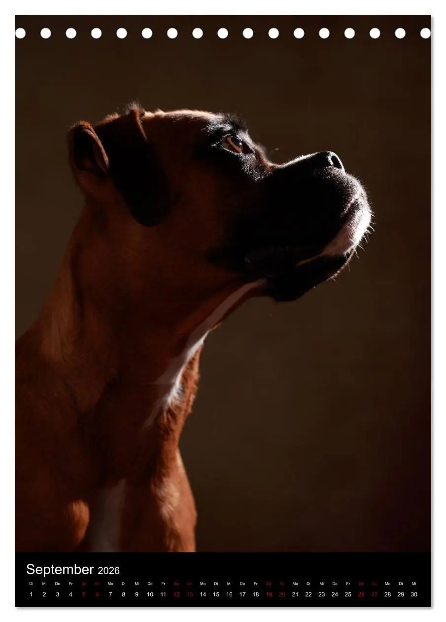 Bild: 9783516419184 | Boxer - Charmante Charakterköpfe (Tischkalender 2026 DIN A5 hoch),...