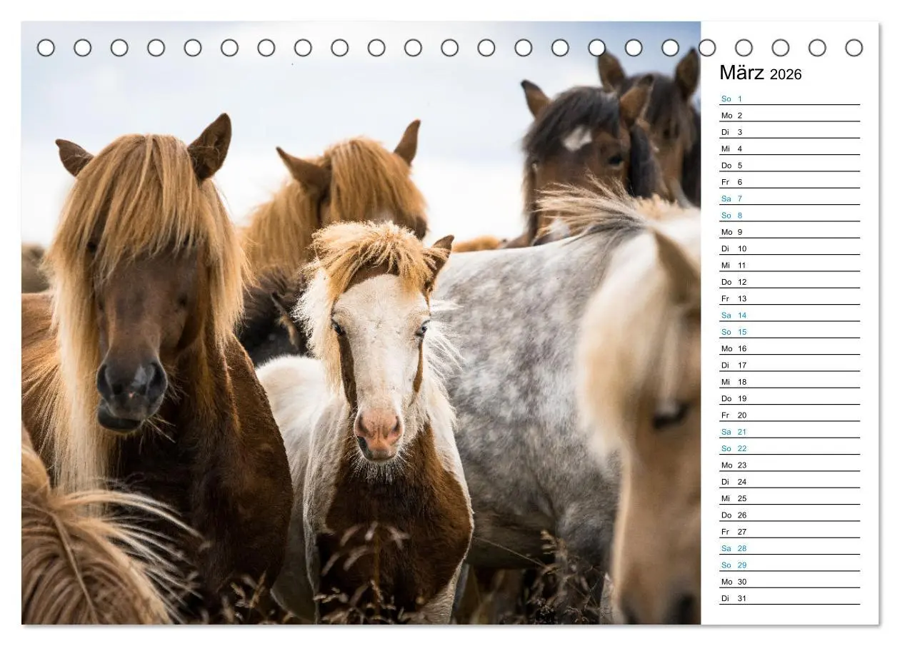 Bild: 9783457619384 | Islandpferde Kalender - Pferde von der Insel aus Feuer und Eis...