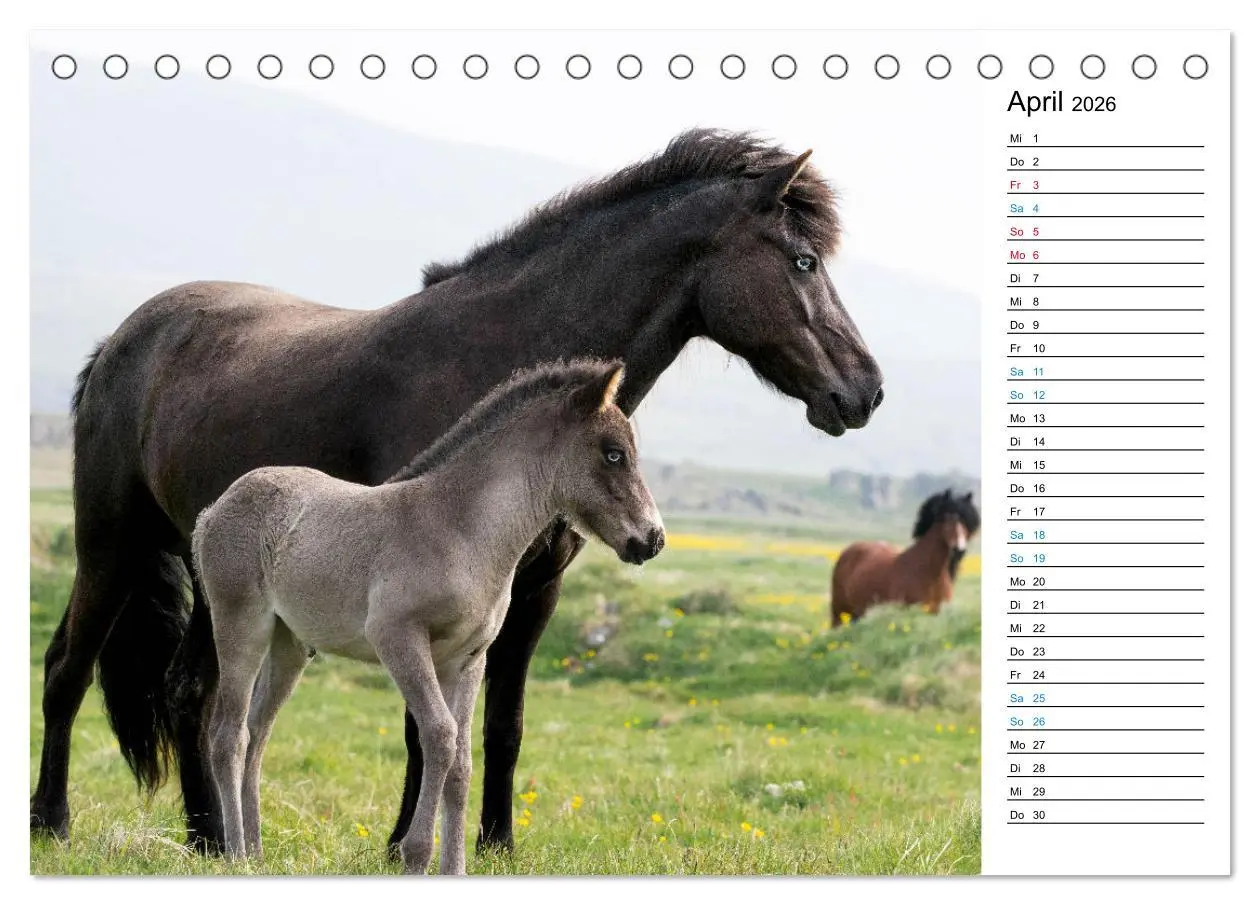 Bild: 9783457619384 | Islandpferde Kalender - Pferde von der Insel aus Feuer und Eis...