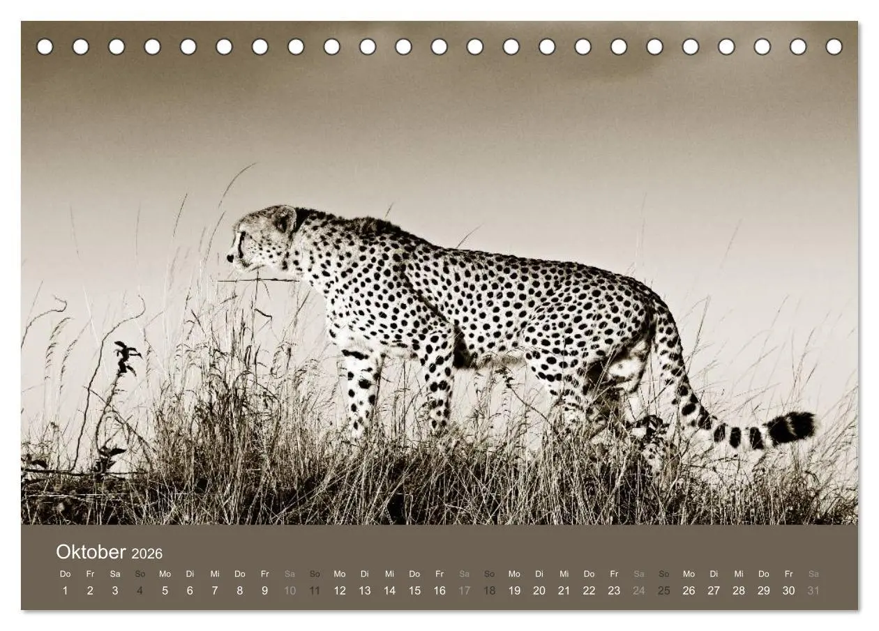 Bild: 9783516189384 | Wildes Afrika (Tischkalender 2026 DIN A5 quer), CALVENDO...