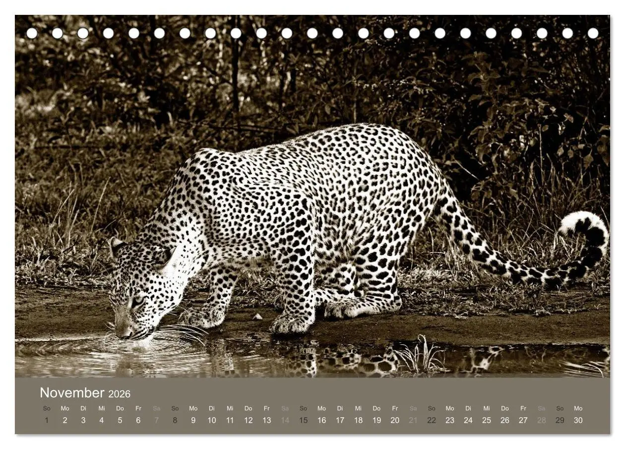 Bild: 9783516189384 | Wildes Afrika (Tischkalender 2026 DIN A5 quer), CALVENDO...