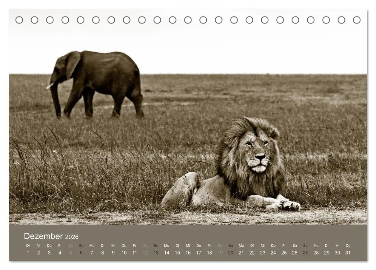 Bild: 9783516189384 | Wildes Afrika (Tischkalender 2026 DIN A5 quer), CALVENDO...