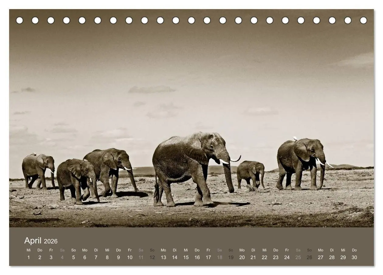 Bild: 9783516189384 | Wildes Afrika (Tischkalender 2026 DIN A5 quer), CALVENDO...
