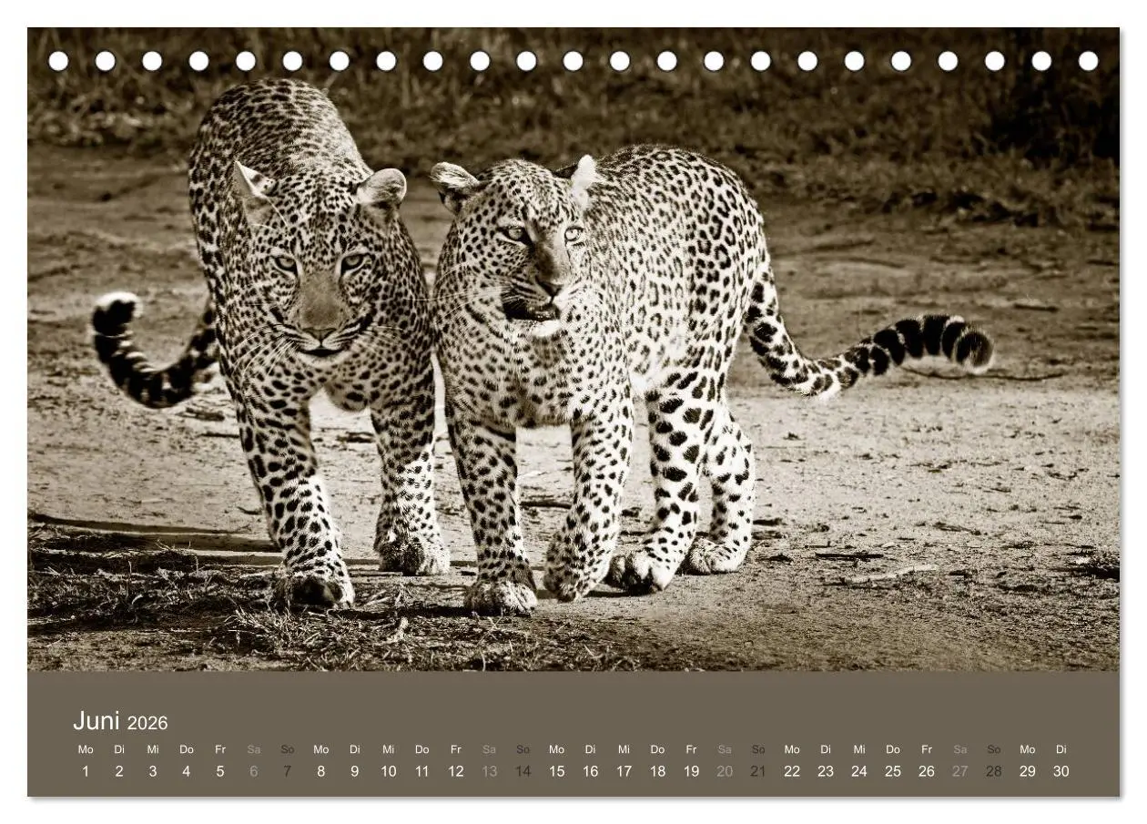 Bild: 9783516189384 | Wildes Afrika (Tischkalender 2026 DIN A5 quer), CALVENDO...