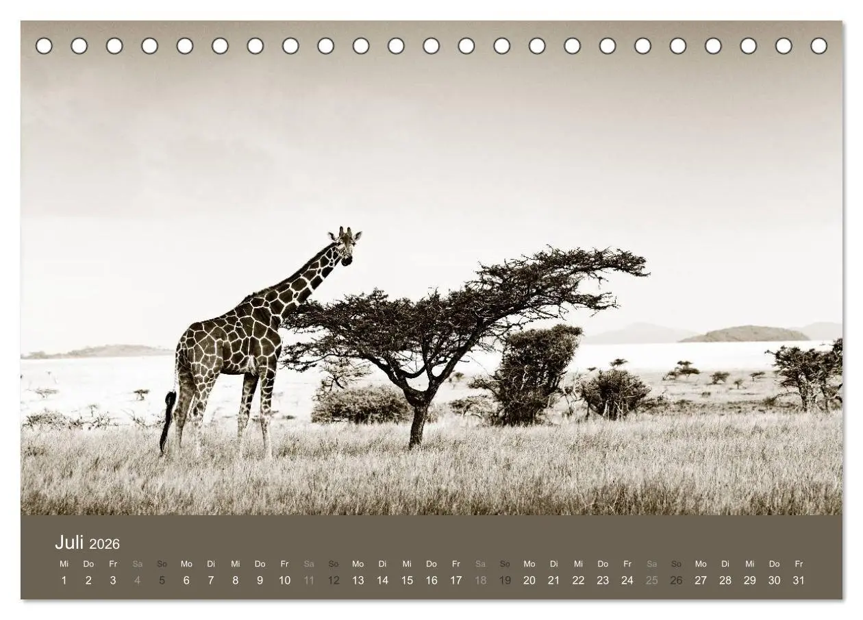 Bild: 9783516189384 | Wildes Afrika (Tischkalender 2026 DIN A5 quer), CALVENDO...