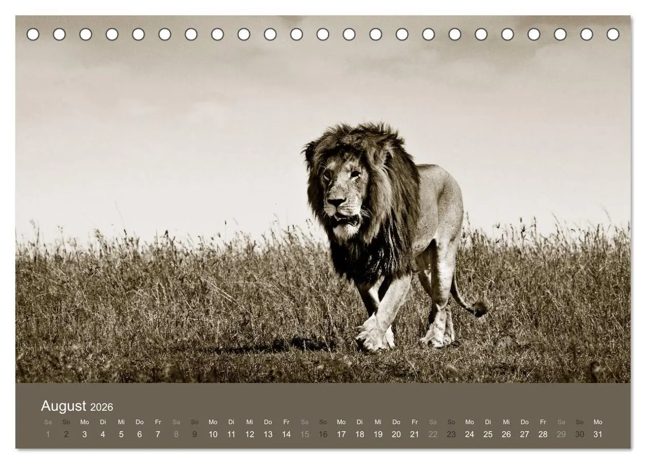 Bild: 9783516189384 | Wildes Afrika (Tischkalender 2026 DIN A5 quer), CALVENDO...