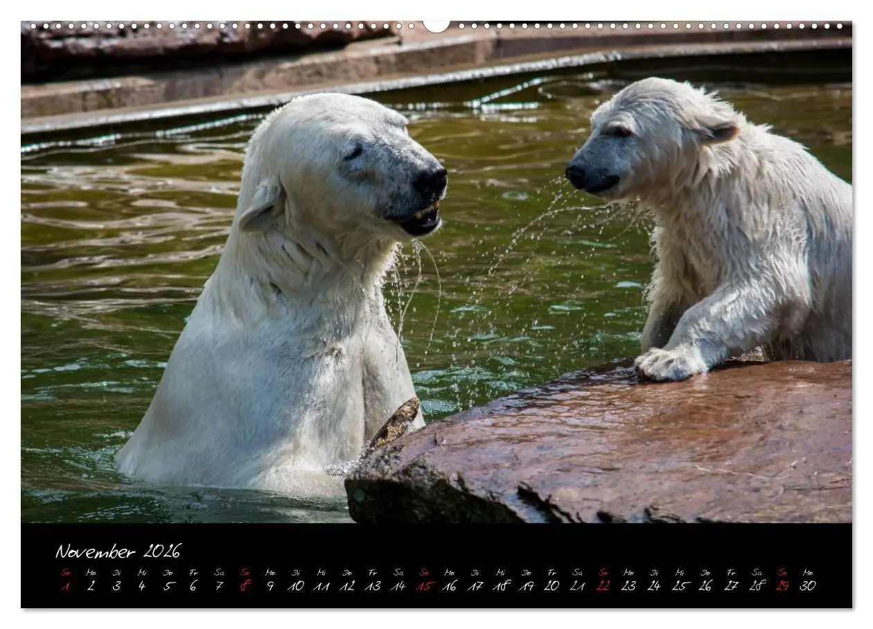Bild: 9783457909584 | Tiergarten Nürnberg (Wandkalender 2026 DIN A2 quer), CALVENDO...