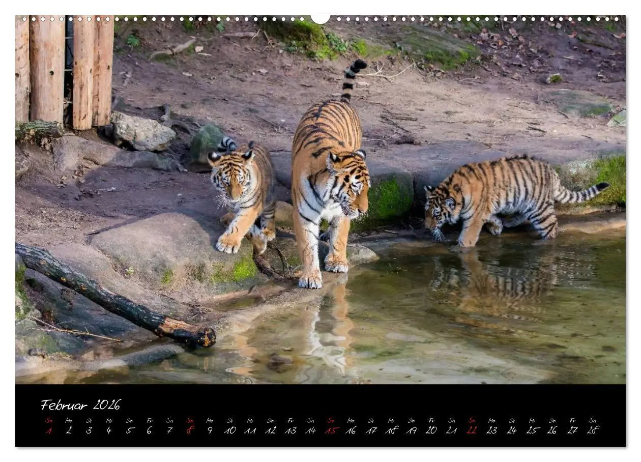 Bild: 9783457909584 | Tiergarten Nürnberg (Wandkalender 2026 DIN A2 quer), CALVENDO...