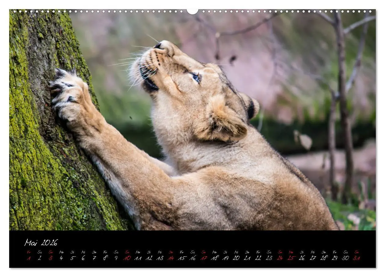Bild: 9783457909584 | Tiergarten Nürnberg (Wandkalender 2026 DIN A2 quer), CALVENDO...