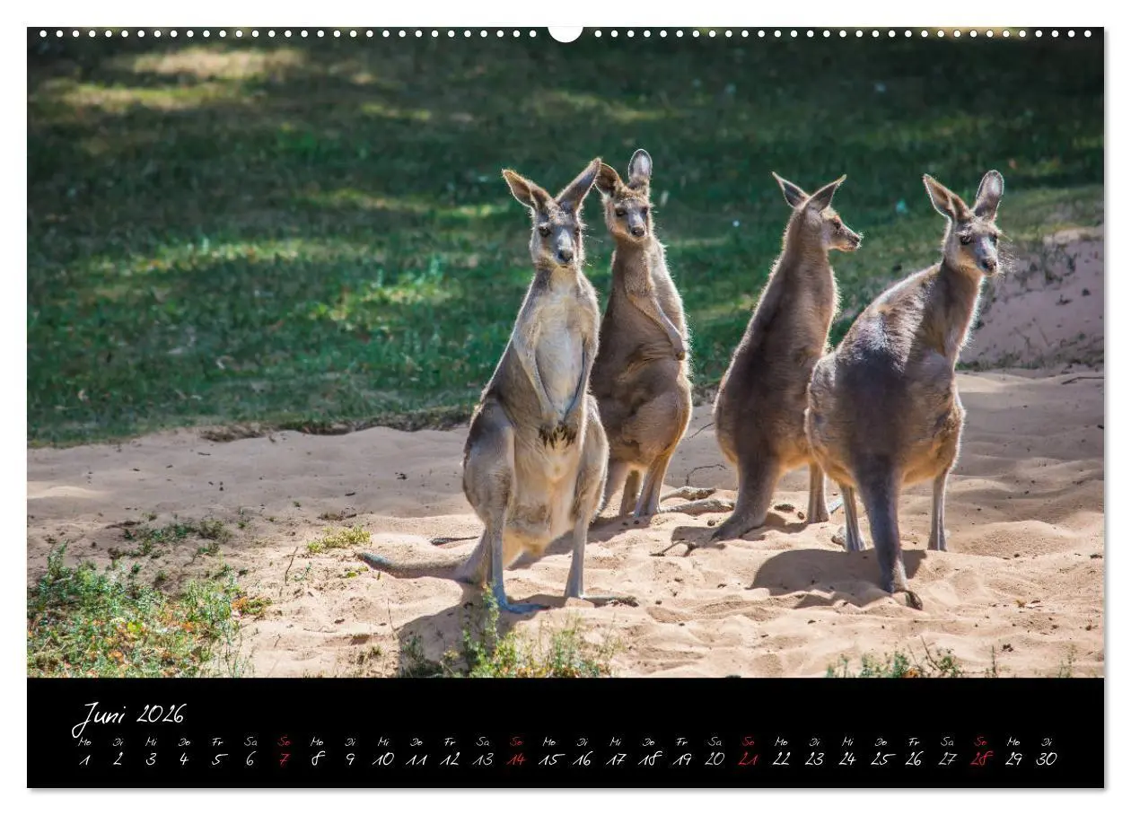 Bild: 9783457909584 | Tiergarten Nürnberg (Wandkalender 2026 DIN A2 quer), CALVENDO...