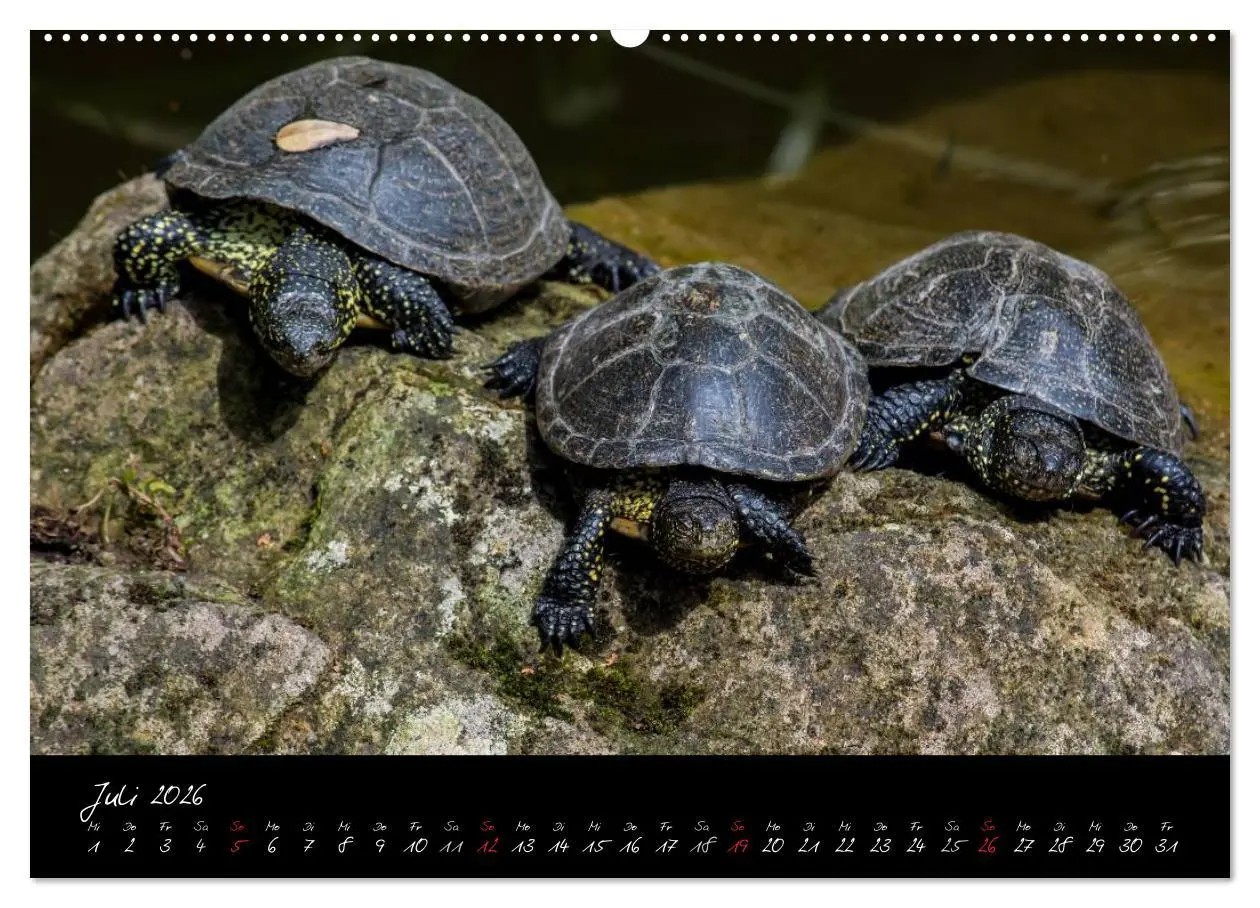 Bild: 9783457909584 | Tiergarten Nürnberg (Wandkalender 2026 DIN A2 quer), CALVENDO...