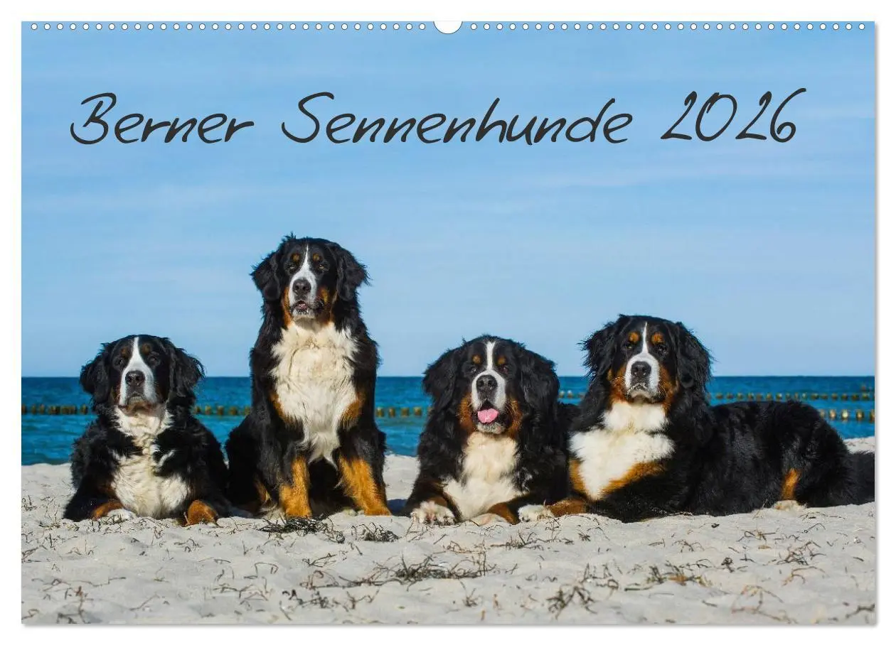 Cover: 9783516169584 | Berner Sennenhund 2026 (Wandkalender 2026 DIN A2 quer), CALVENDO...