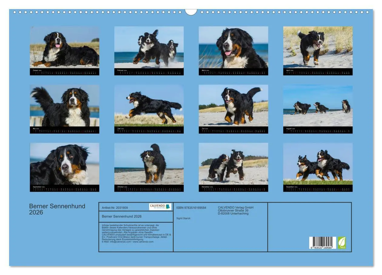 Bild: 9783516169584 | Berner Sennenhund 2026 (Wandkalender 2026 DIN A2 quer), CALVENDO...