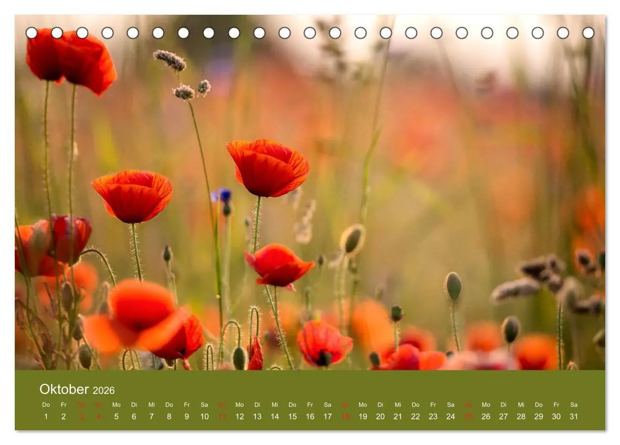 Bild: 9783457689684 | Mohnblumen Romantik (Tischkalender 2026 DIN A5 quer), CALVENDO...