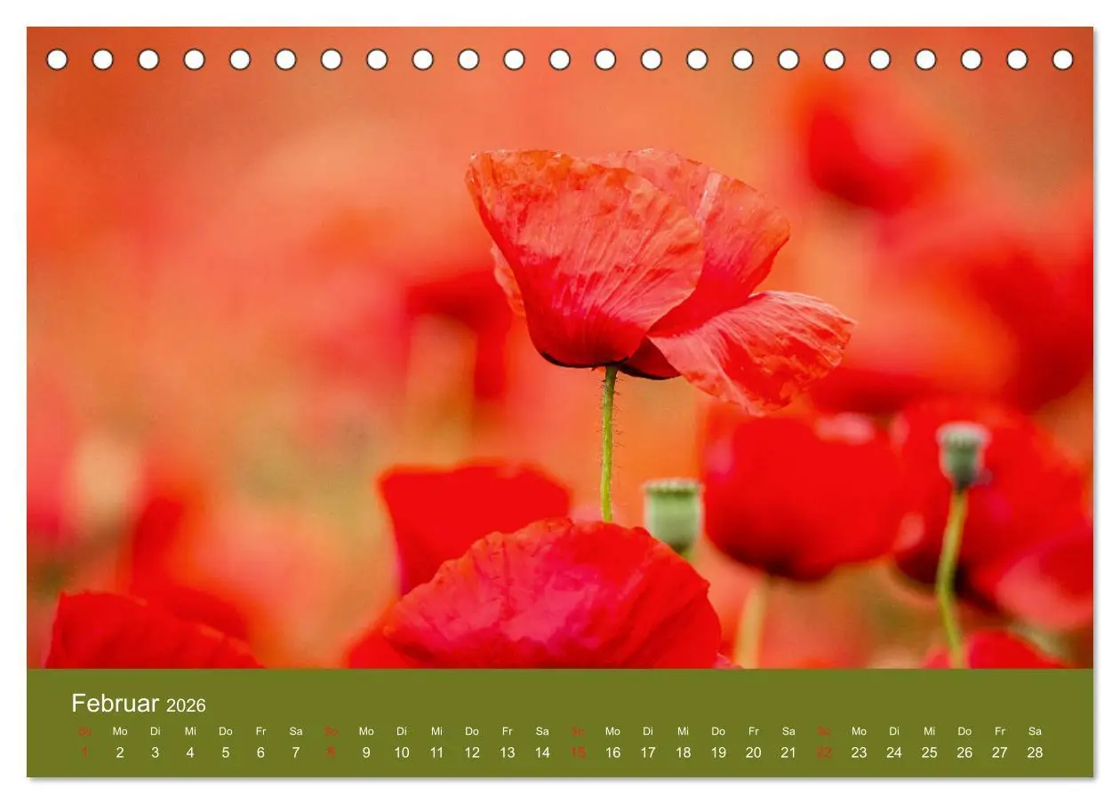 Bild: 9783457689684 | Mohnblumen Romantik (Tischkalender 2026 DIN A5 quer), CALVENDO...