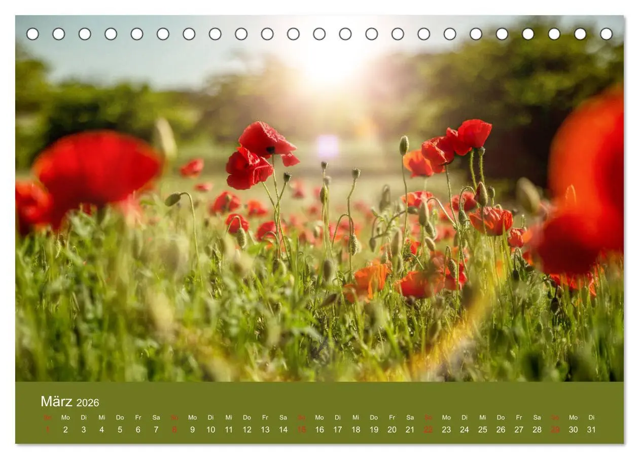 Bild: 9783457689684 | Mohnblumen Romantik (Tischkalender 2026 DIN A5 quer), CALVENDO...