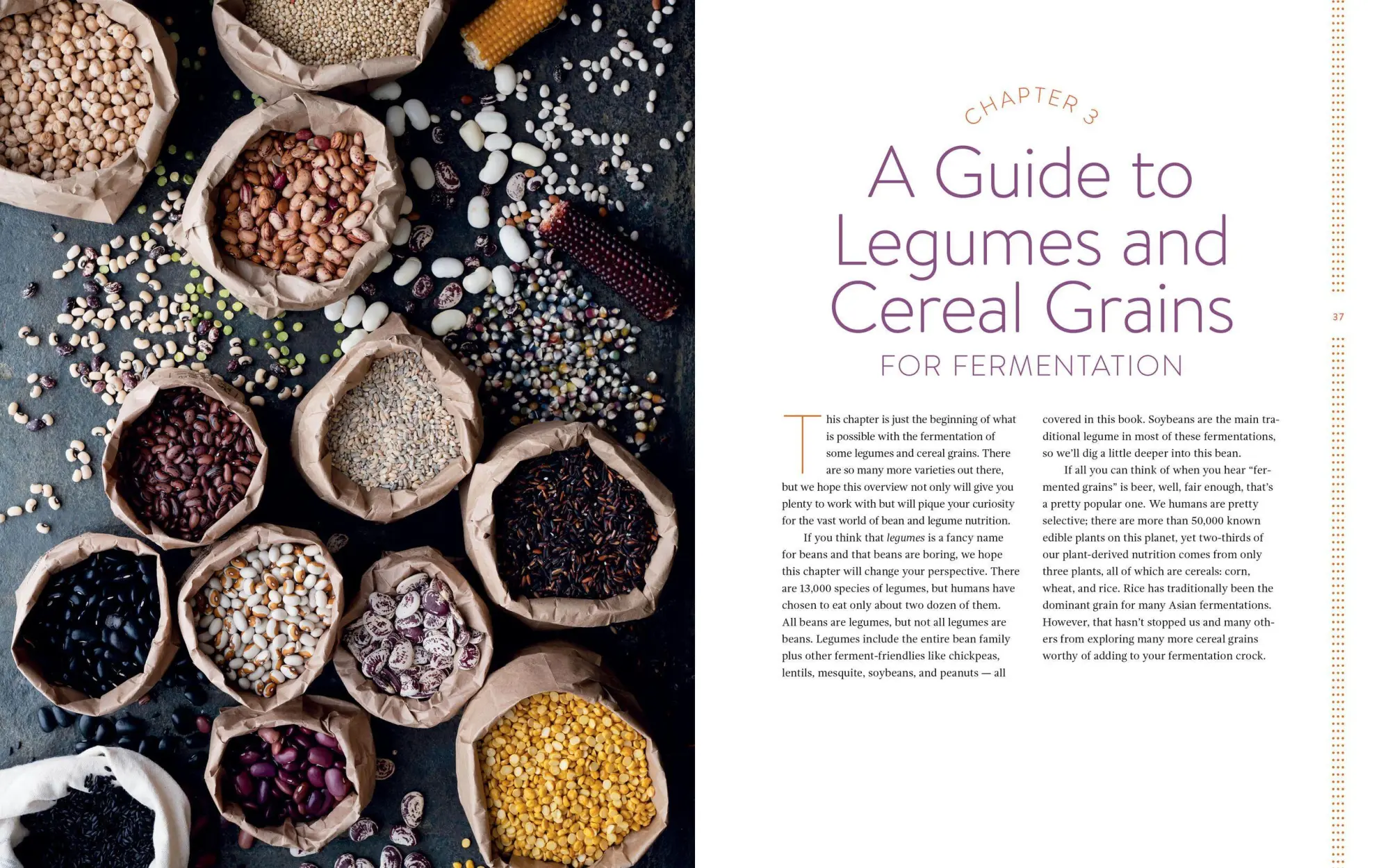 Bild: 9781612129884 | Miso, Tempeh, Natto &amp; Other Tasty Ferments | Kirsten K Shockey (u. a.)