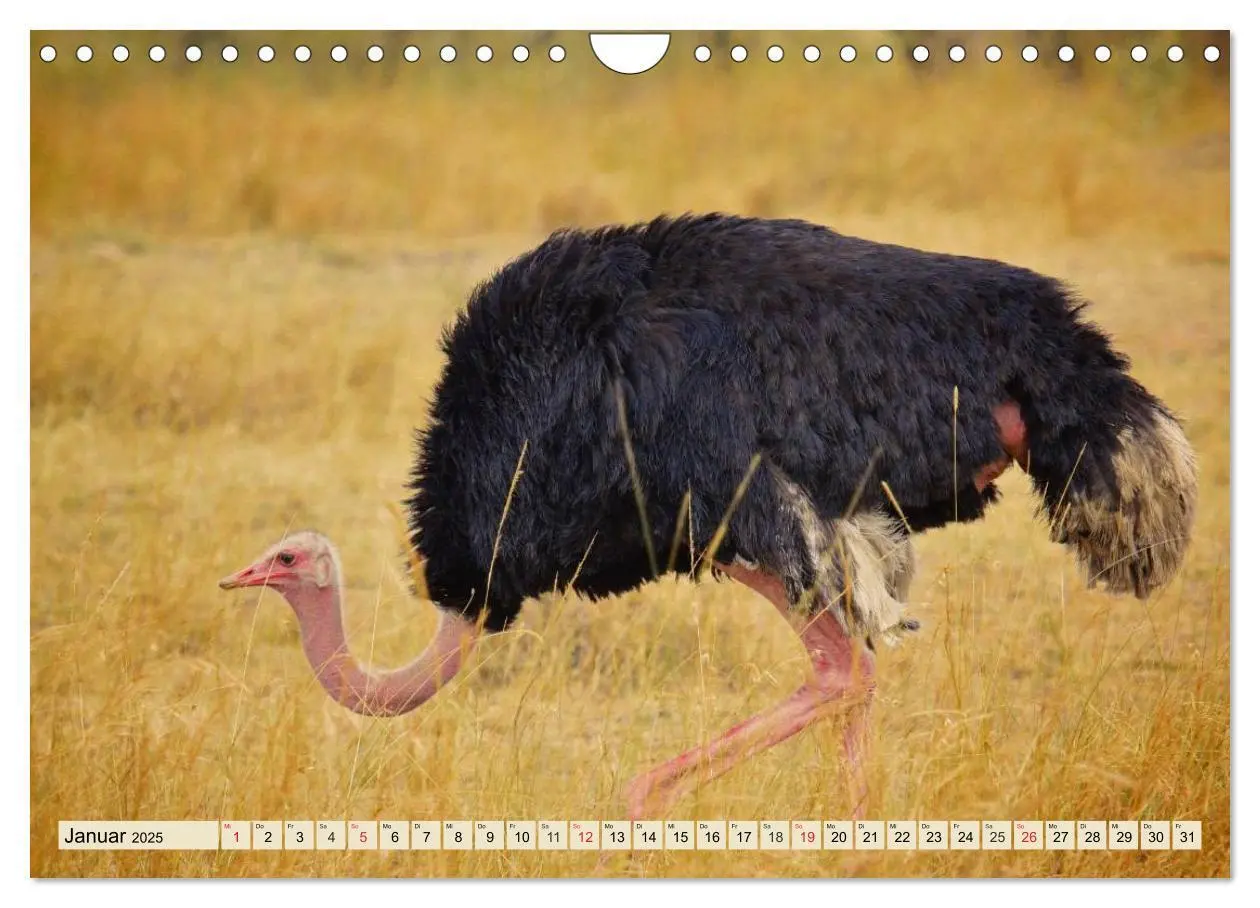 Bild: 9783435719884 | Strauße. Afrikas schöne Laufvögel (Wandkalender 2025 DIN A4 quer),...