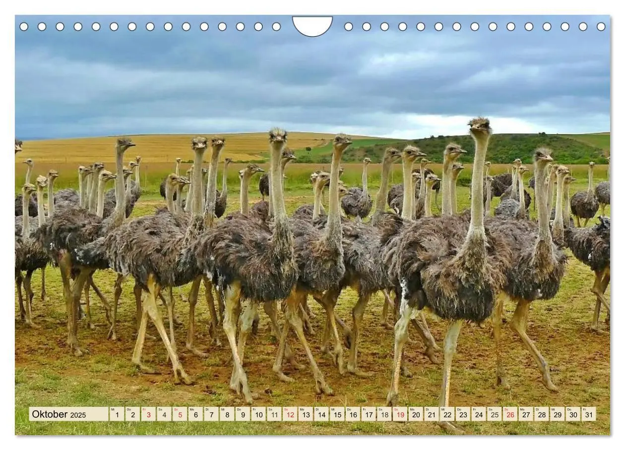 Bild: 9783435719884 | Strauße. Afrikas schöne Laufvögel (Wandkalender 2025 DIN A4 quer),...