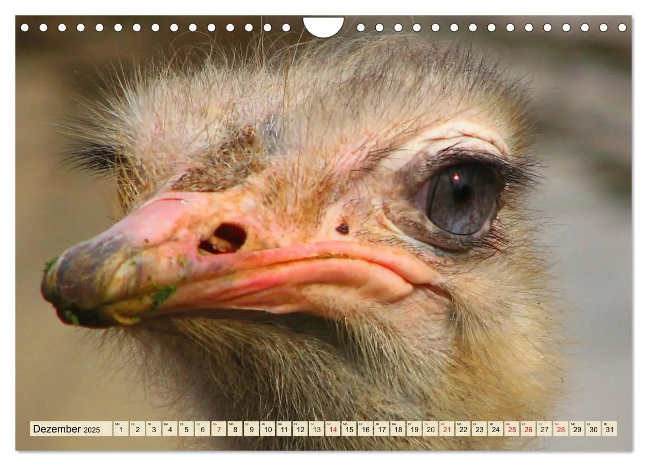 Bild: 9783435719884 | Strauße. Afrikas schöne Laufvögel (Wandkalender 2025 DIN A4 quer),...
