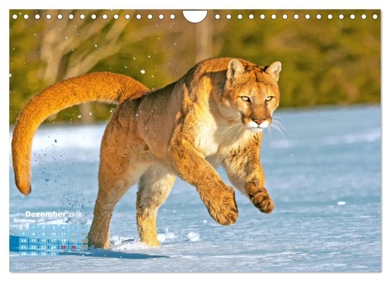 Bild: 9783457289884 | Puma: Auf leisen Pfoten (Wandkalender 2026 DIN A4 quer), CALVENDO...