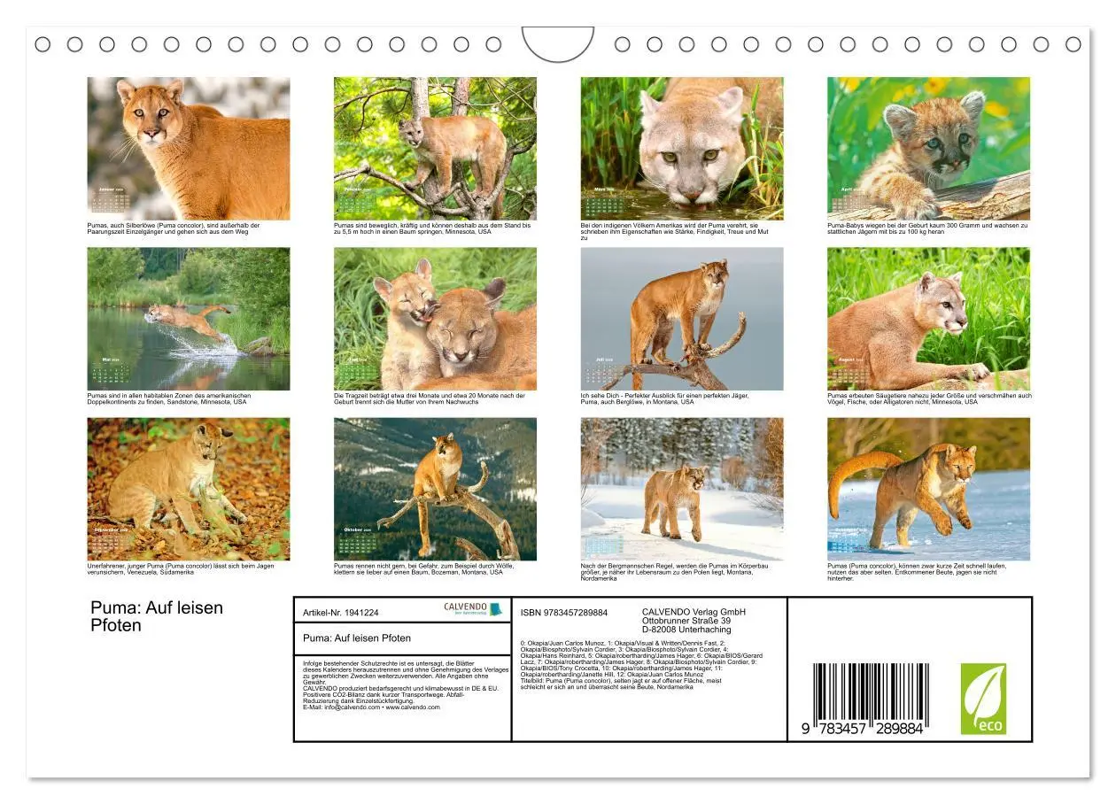 Bild: 9783457289884 | Puma: Auf leisen Pfoten (Wandkalender 2026 DIN A4 quer), CALVENDO...