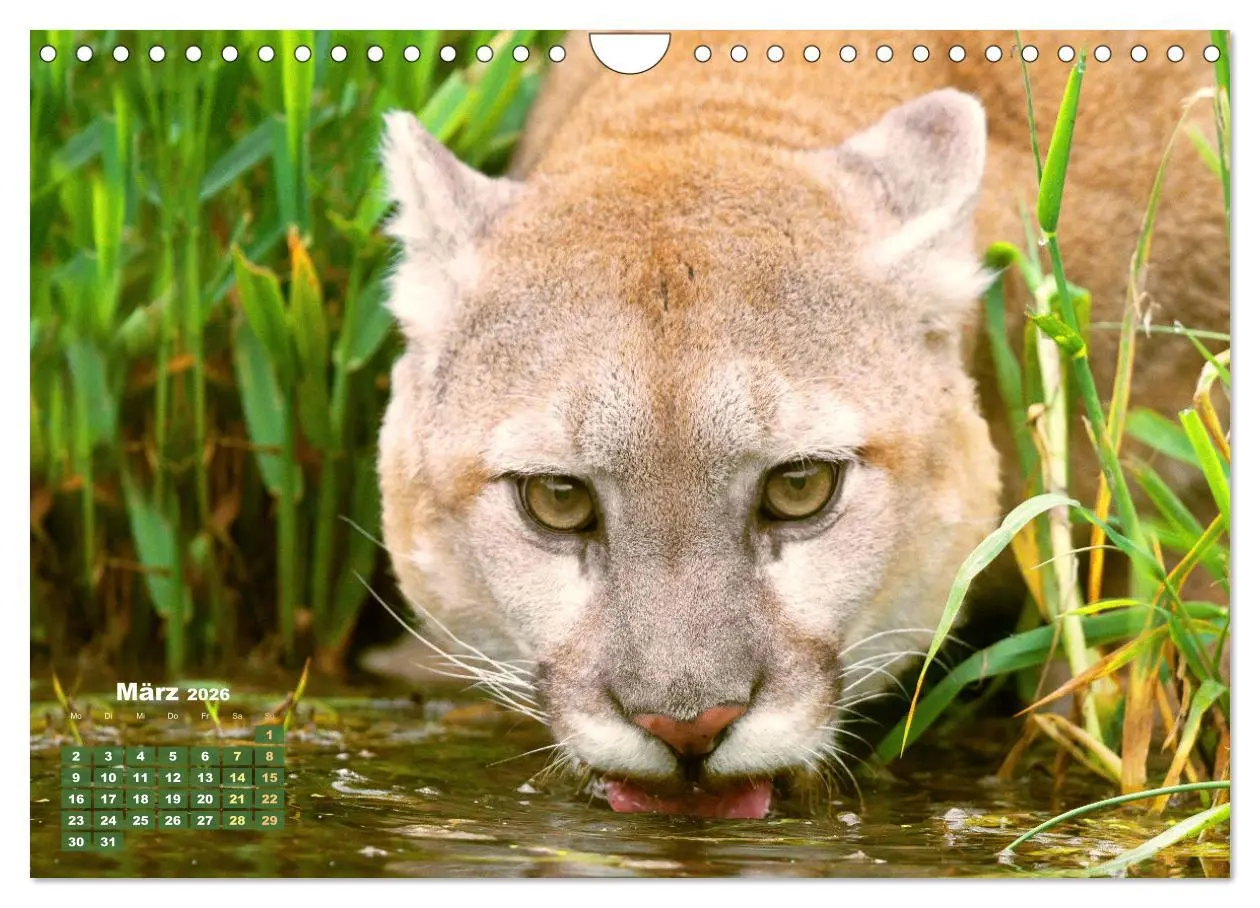 Bild: 9783457289884 | Puma: Auf leisen Pfoten (Wandkalender 2026 DIN A4 quer), CALVENDO...