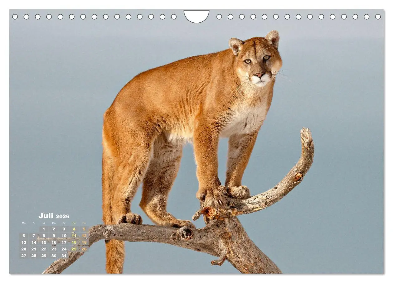 Bild: 9783457289884 | Puma: Auf leisen Pfoten (Wandkalender 2026 DIN A4 quer), CALVENDO...