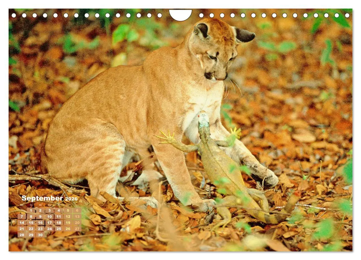 Bild: 9783457289884 | Puma: Auf leisen Pfoten (Wandkalender 2026 DIN A4 quer), CALVENDO...