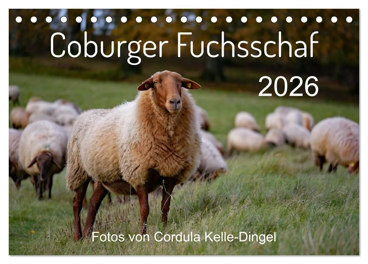 Cover: 9783457739884 | Coburger Fuchsschaf (Tischkalender 2026 DIN A5 quer), CALVENDO...