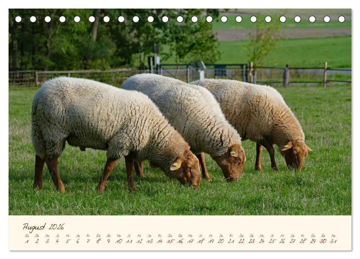 Bild: 9783457739884 | Coburger Fuchsschaf (Tischkalender 2026 DIN A5 quer), CALVENDO...