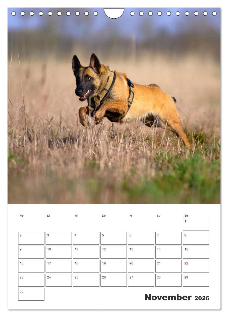 Bild: 9783516379884 | Malinois Power auf vier Pfoten (Wandkalender 2026 DIN A4 hoch),...