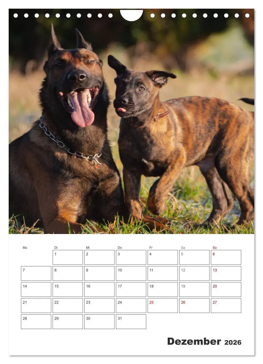 Bild: 9783516379884 | Malinois Power auf vier Pfoten (Wandkalender 2026 DIN A4 hoch),...