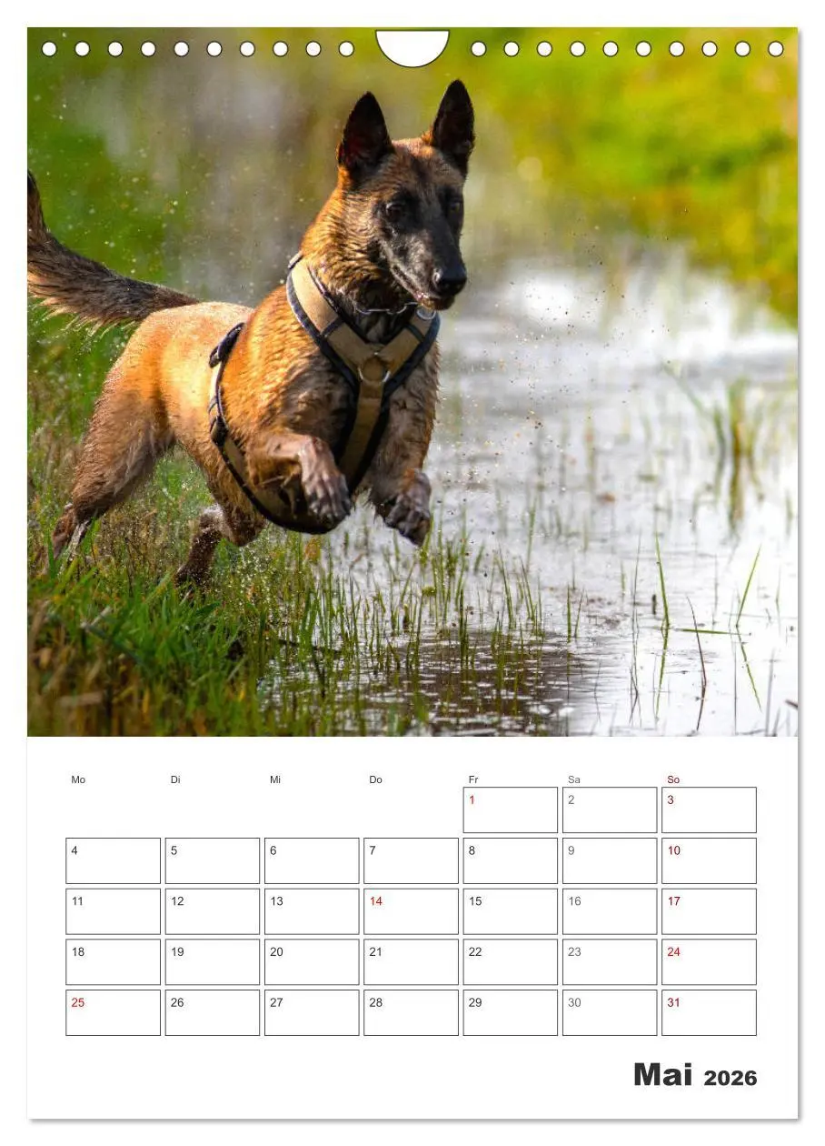 Bild: 9783516379884 | Malinois Power auf vier Pfoten (Wandkalender 2026 DIN A4 hoch),...