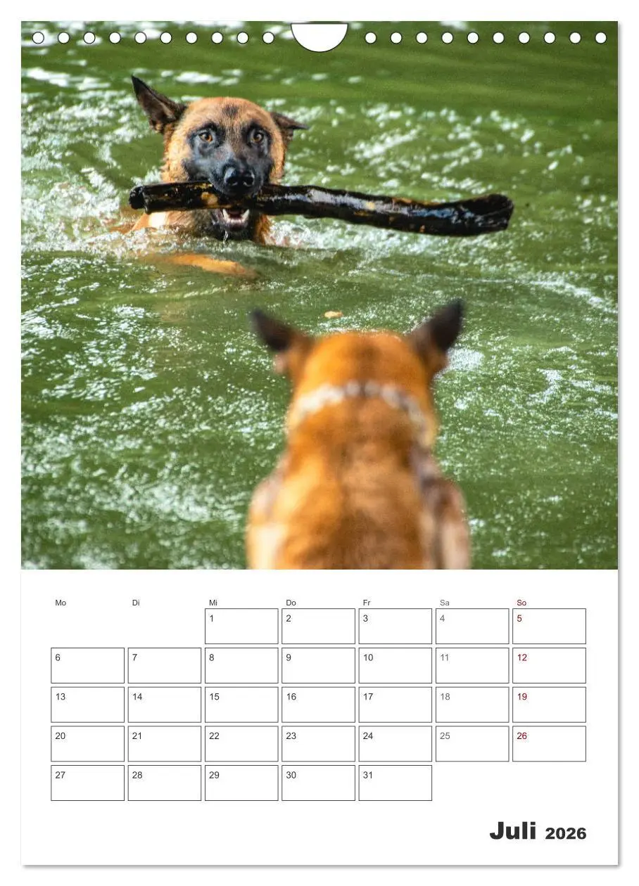 Bild: 9783516379884 | Malinois Power auf vier Pfoten (Wandkalender 2026 DIN A4 hoch),...
