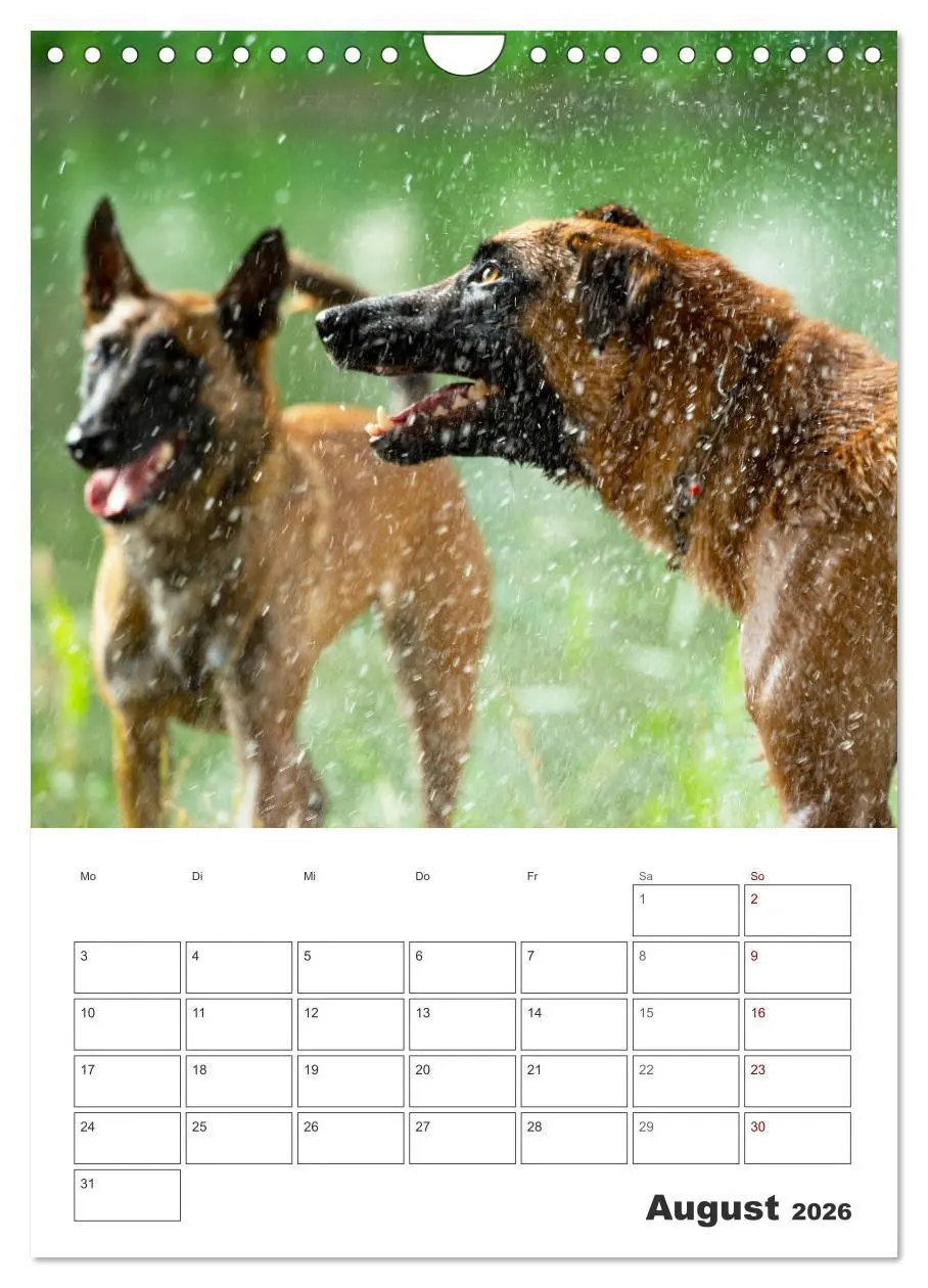 Bild: 9783516379884 | Malinois Power auf vier Pfoten (Wandkalender 2026 DIN A4 hoch),...