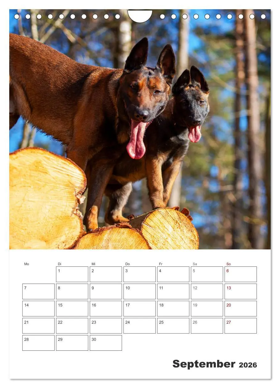 Bild: 9783516379884 | Malinois Power auf vier Pfoten (Wandkalender 2026 DIN A4 hoch),...