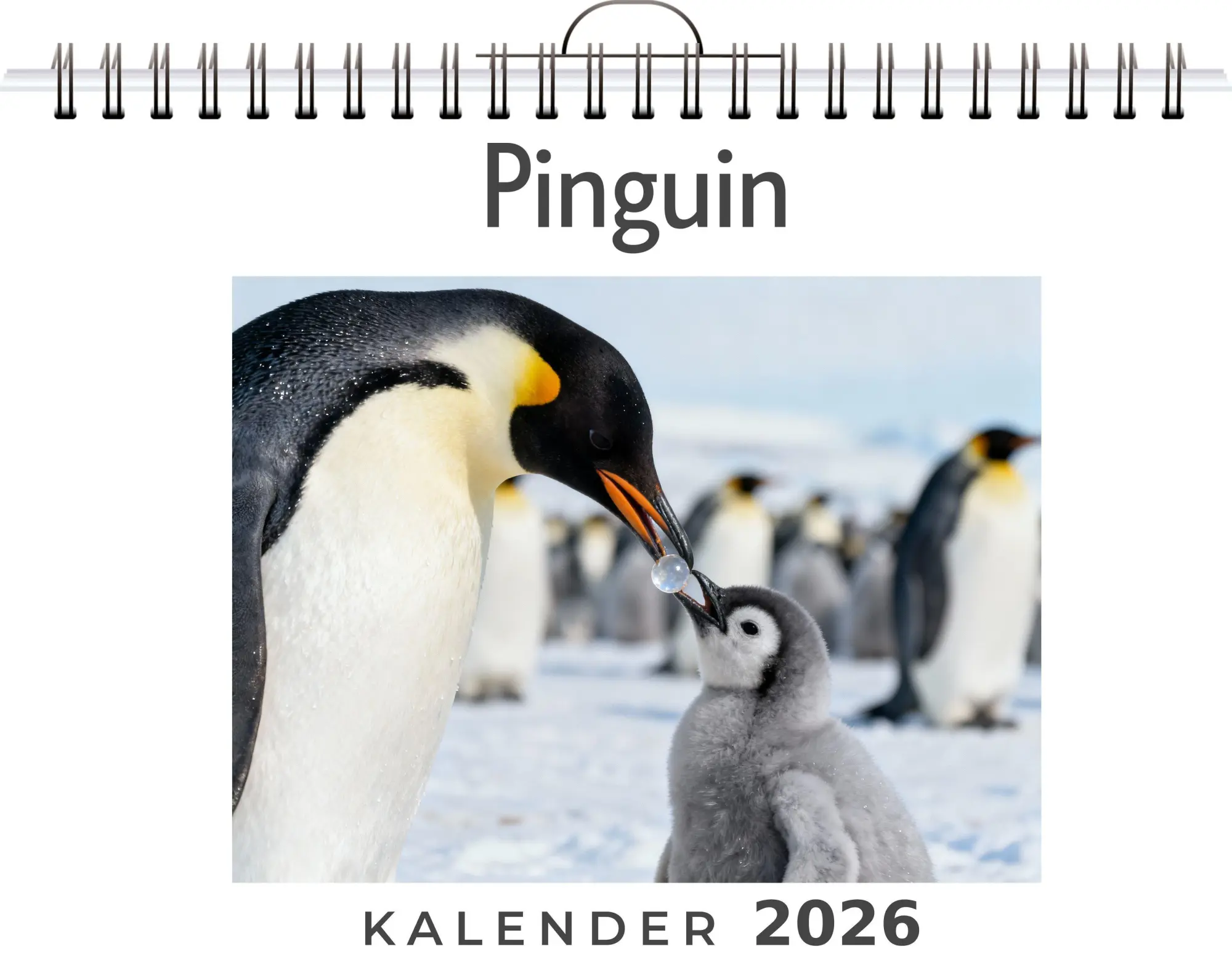 Cover: 9783695329984 | Pinguin | Liam Hofmann | Kalender | Deutsch | 2026 | FlipFlop