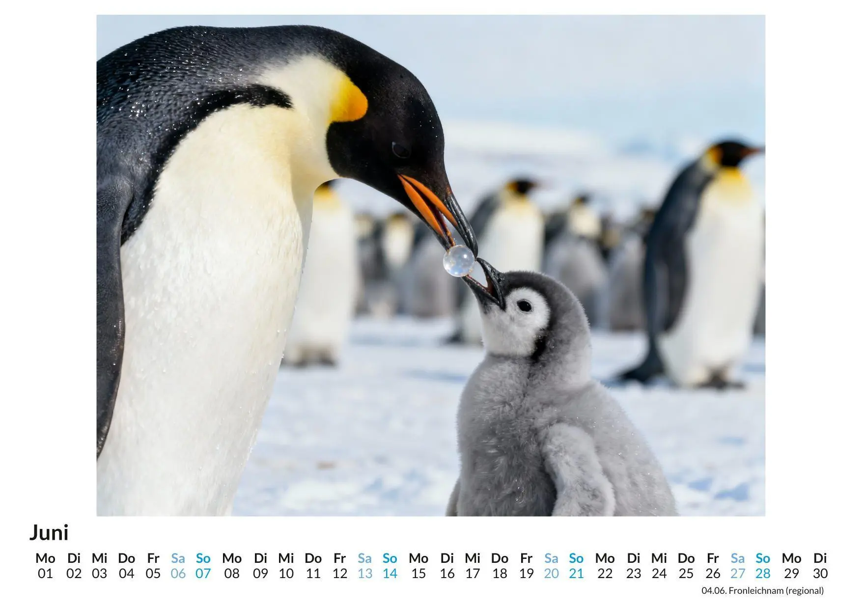 Bild: 9783695329984 | Pinguin | Liam Hofmann | Kalender | Deutsch | 2026 | FlipFlop