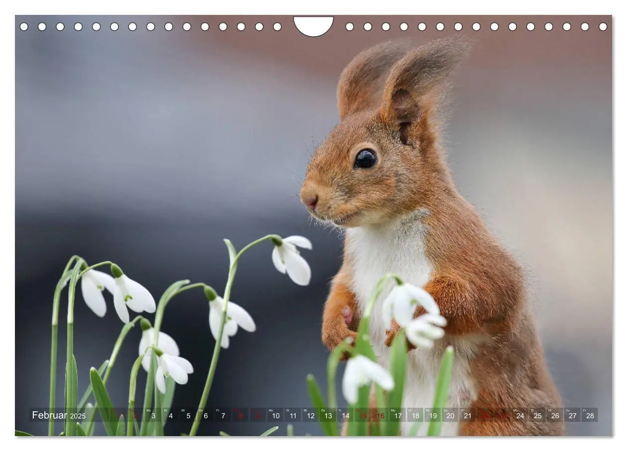 Bild: 9783435280285 | Eichhörnchen in zauberhaften Posen (Wandkalender 2025 DIN A4 quer),...