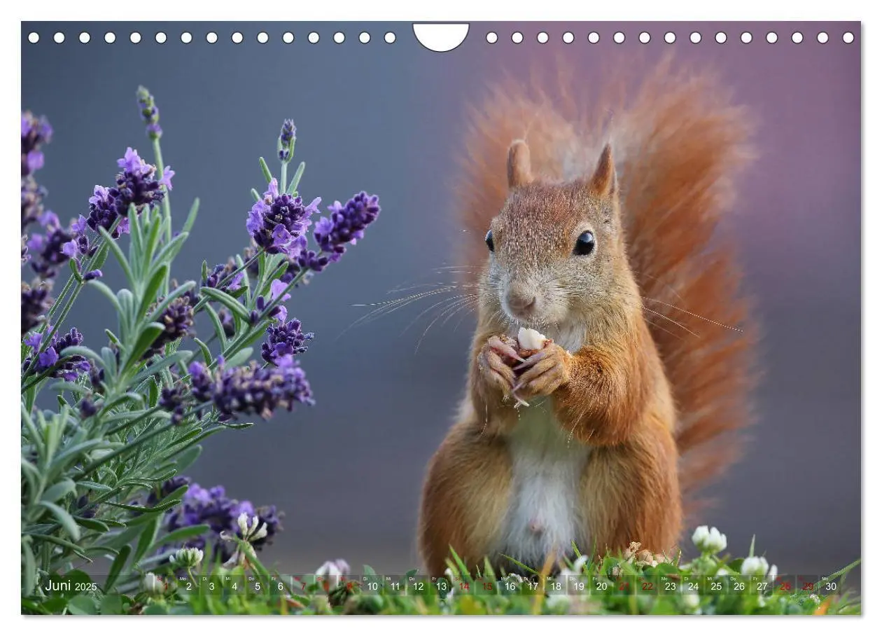Bild: 9783435280285 | Eichhörnchen in zauberhaften Posen (Wandkalender 2025 DIN A4 quer),...