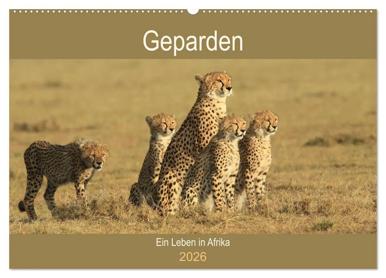 Cover: 9783457990285 | Geparden - Ein Leben in Afrika (Wandkalender 2026 DIN A2 quer),...