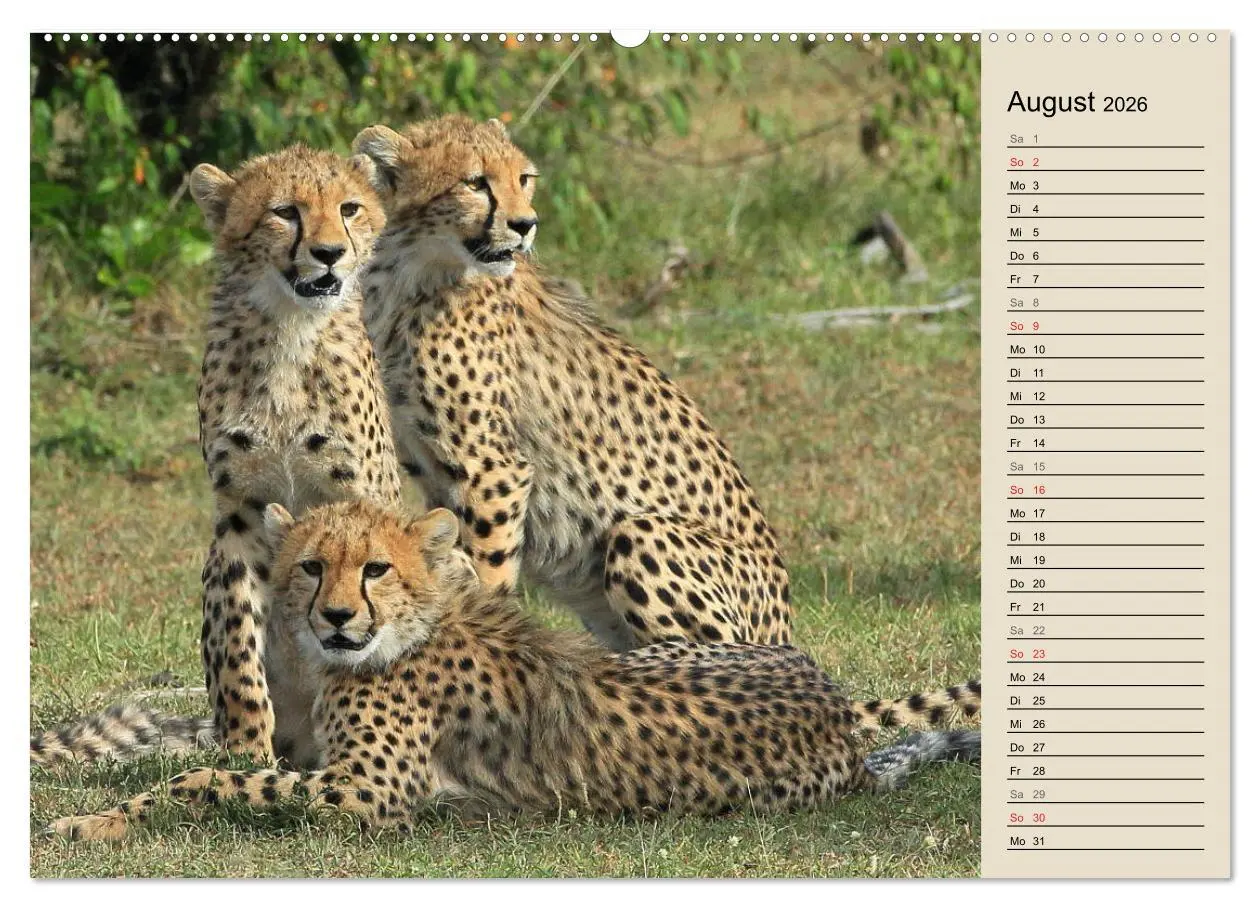 Bild: 9783457990285 | Geparden - Ein Leben in Afrika (Wandkalender 2026 DIN A2 quer),...