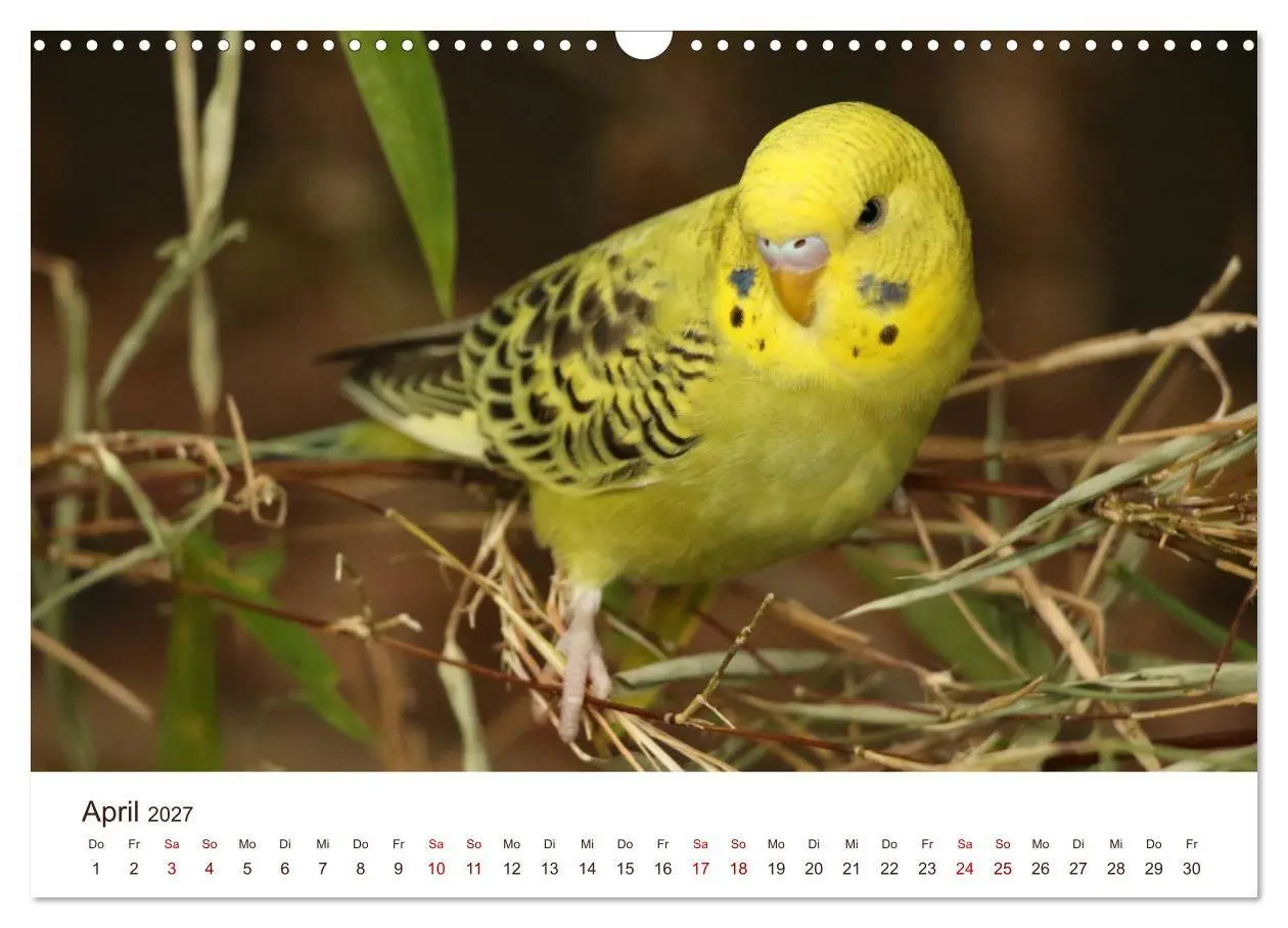 Bild: 9783569790285 | Wellensittiche - der NEUE Kalender (Wandkalender 2027 DIN A3 quer),...